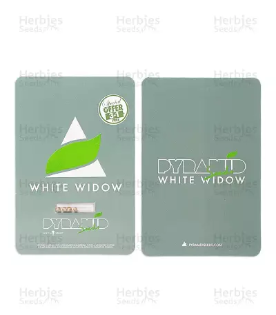 White Widow (Pyramid Seeds) Cannabis-Samen
