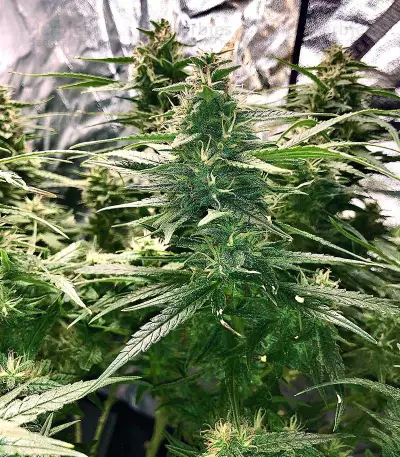 K.O Crop Auto (Cream of the Crop Seeds) Cannabis-Samen