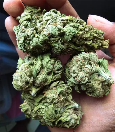 Afghani #1 (Sensi Seeds) Cannabis-Samen
