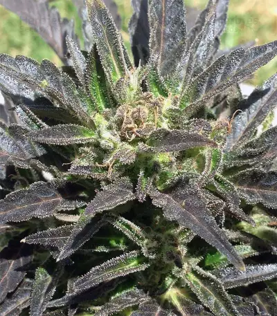 Auto Jack Herer (Advanced Seeds) Cannabis-Samen
