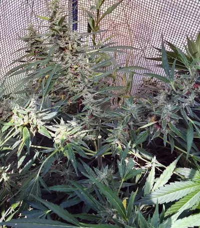 Auto Malawi x Northern Lights (Ace Seeds) Cannabis-Samen