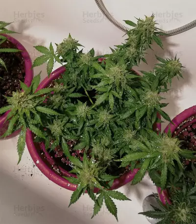 Auto Super Skunk (Auto Skunk) (Original Sensible Seeds) Cannabis-Samen