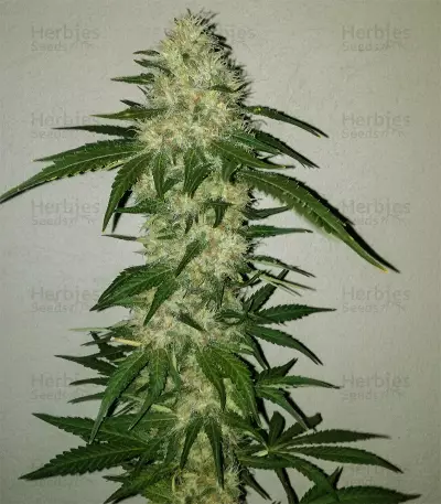Big Bomb (Bomb Seeds) Cannabis-Samen