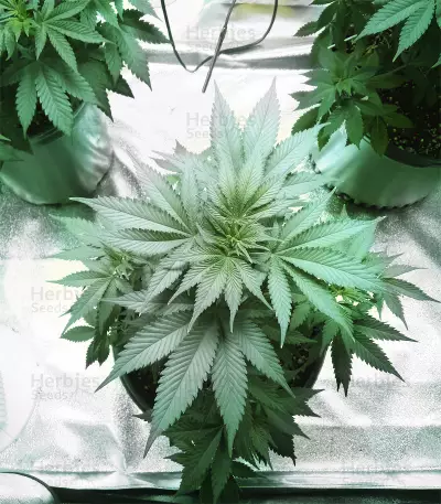 Big Bud strain