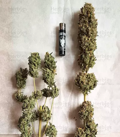 Black Jack (Sweet Seeds) Cannabis-Samen