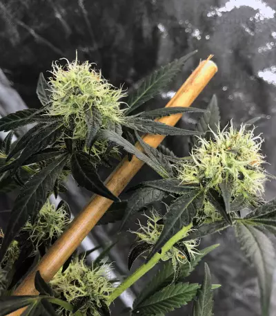 Blueberry Ghost OG strain