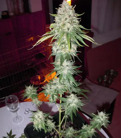 Burmese Kush (Kera Seeds)