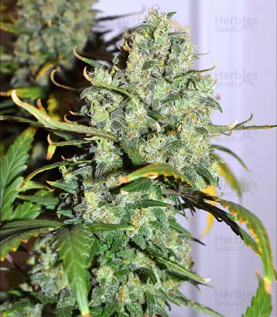 Destroyer (CannaBioGen) Cannabis-Samen