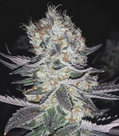 Gelato (BlimBurn Seeds) Cannabis-Samen