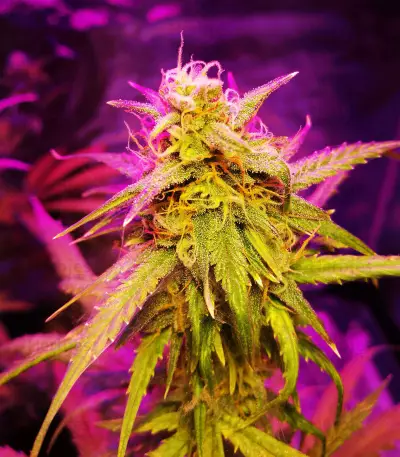 Girl Scout Cookies (Original Sensible Seeds) Cannabis-Samen