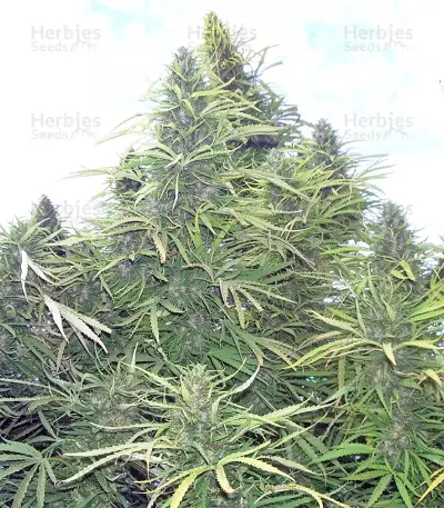 Golden Tiger regular (Ace Seeds) Cannabis-Samen