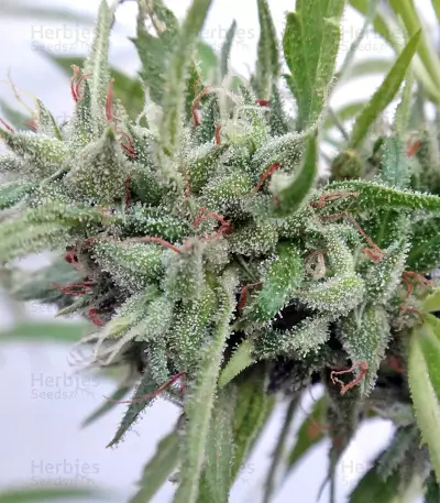 Malawi Regular (Ace Seeds) Cannabis-Samen