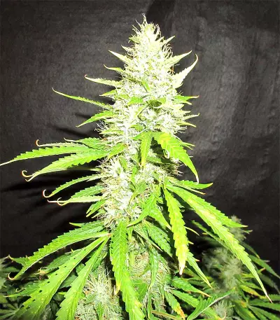 Northern Lights Autoflower feminisierte Samen (Seedstockers)