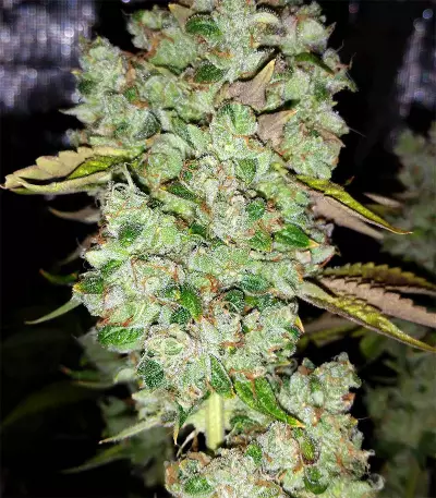 Ocean Grown Cookies (Dinafem Seeds) Cannabis-Samen