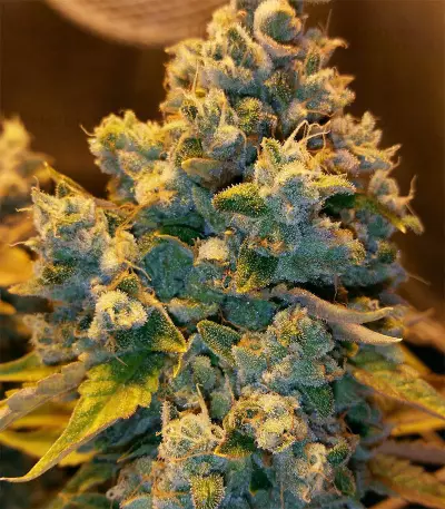 Ocean Grown Cookies (Dinafem Seeds) Cannabis-Samen
