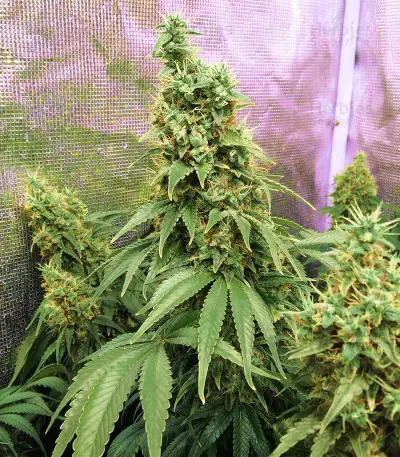 Princess Haze Regular (Brothers Grimm Seeds) Cannabis-Samen