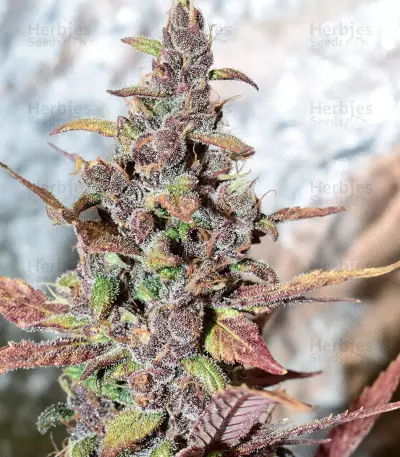 Purple Lemonade Auto feminisierte Samen (Fast Buds)