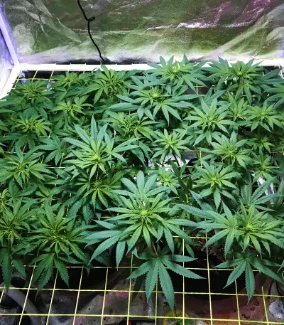 Strawberry Eclair (G13 Labs) Cannabis-Samen