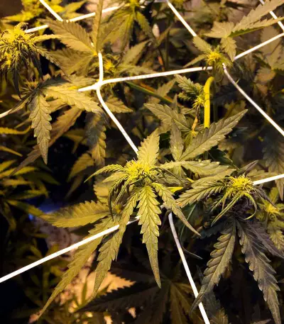Super Lemon Haze Auto CBD (GHS) Cannabis-Samen