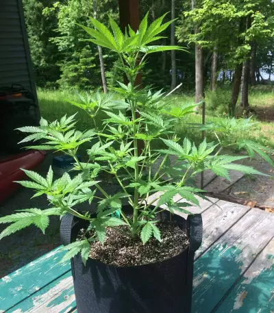 Thin Mint Crack Autoflower (Seedstockers) Cannabis-Samen