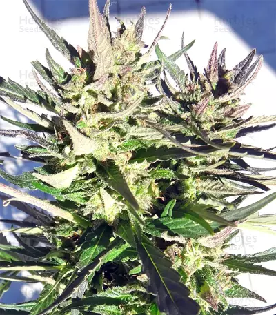 Tikal (Ace Seeds) Cannabis-Samen