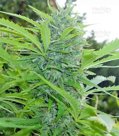 Tikal (Ace Seeds) Cannabis-Samen