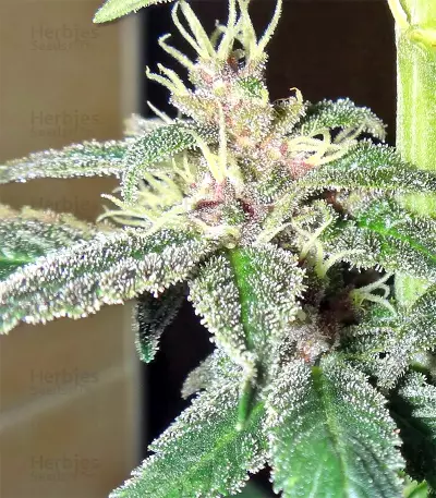 Violeta (Ace Seeds) Cannabis-Samen