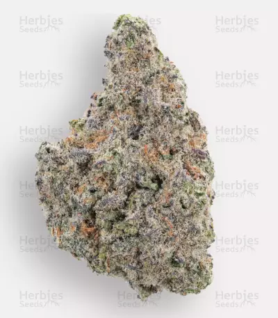 Blue Zushi feminisierte Samen (Original Sensible Seeds)