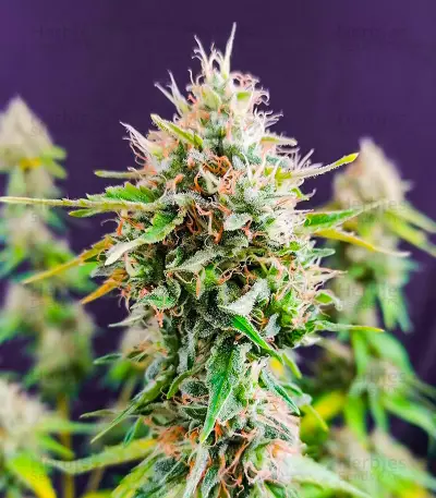 Candy Kush Fast Version feminisierte Samen (EGS)