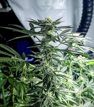 Cindy 99 (BlimBurn Seeds)