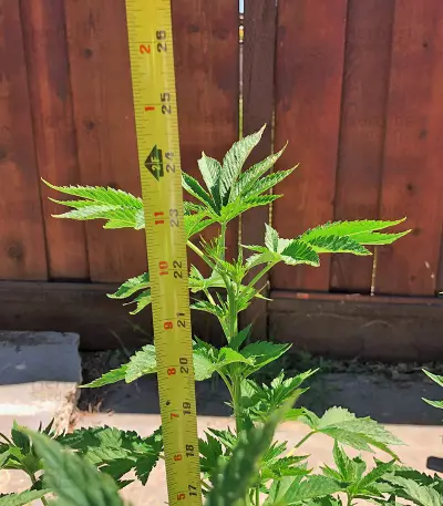 Gorilla G4 Auto (BlimBurn Seeds) Cannabis-Samen