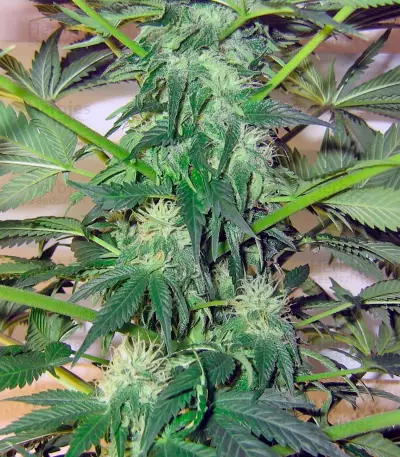 Great White Shark (GHS) Cannabis-Samen