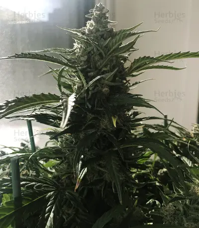 King’s Kush Auto CBD (GHS) Cannabis-Samen