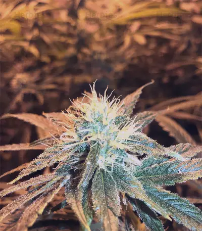 Kushberry (DNA Genetics) Cannabis-Samen