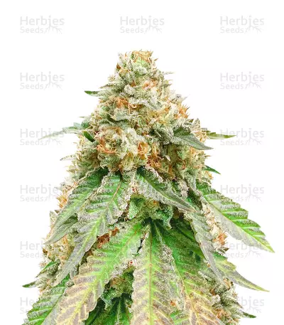 Louis XIII OG (Cali Connection Seeds) Cannabis-Samen