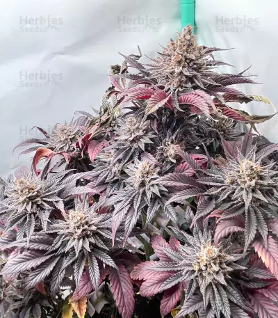 Purple Lemonade Fast Flowering feminisierte Samen (Fast Buds)