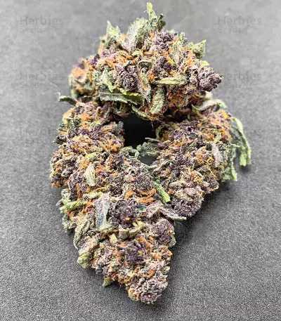 Red Hot Cookies feminisiertes Saatgut (Sweet Seeds)