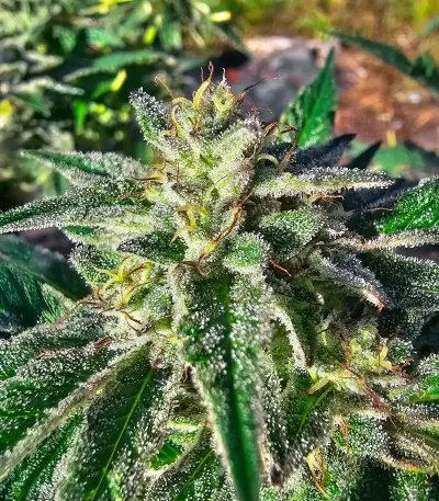 Sour Diesel x OG Kush feminisierte Samen (Seedkeepers)