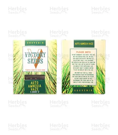 Auto Amnesia Haze (Victory Seeds) Cannabis-Samen