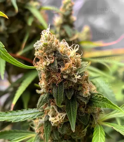 Auto Bubble Gum XXL (00 Seeds)
