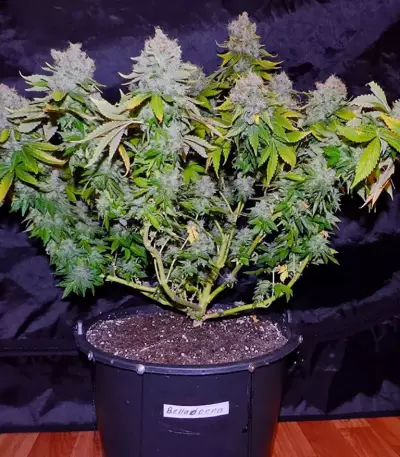 Belladonna (Paradise Seeds) Cannabis-Samen