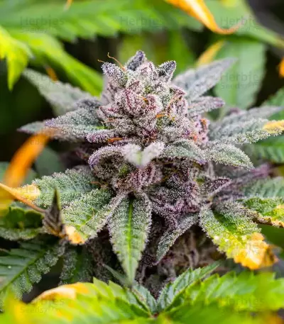 California Special (K.C. Brains Seeds)