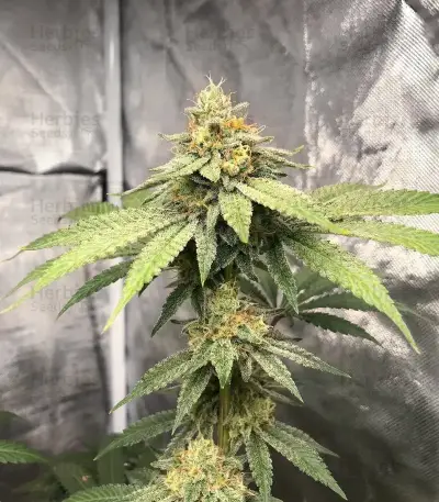 Cookies Gelato (Royal Queen Seeds)