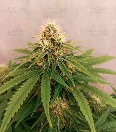 Doctor Shiva Auto (Flash Seeds) Cannabis-Samen