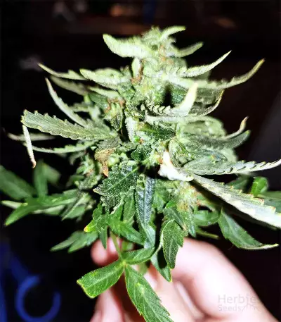 Gorilla Auto (GG#4 Original Glue Auto) (Expert Seeds) Cannabis-Samen