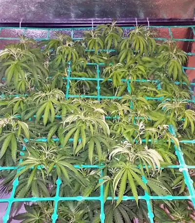 Z Gorilla (Original Sensible Seeds) Cannabis-Samen