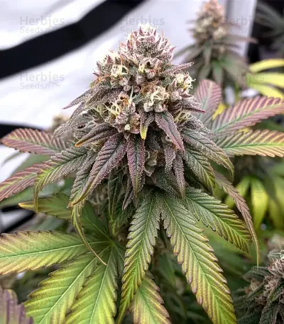 Mandarin Cookies (00 Seeds)