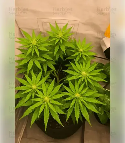 Northern Light (RQS) Cannabis-Samen