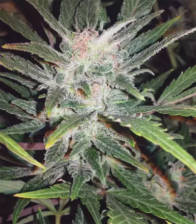 Original Auto White Widow (Fast Buds) Cannabis-Samen