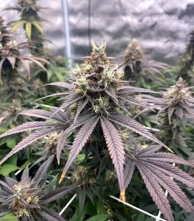 Soul Star (Dr. Underground) Cannabis-Samen